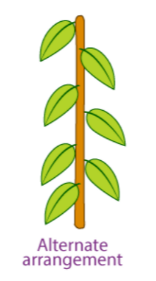 <p>one leaf attached at each node</p>