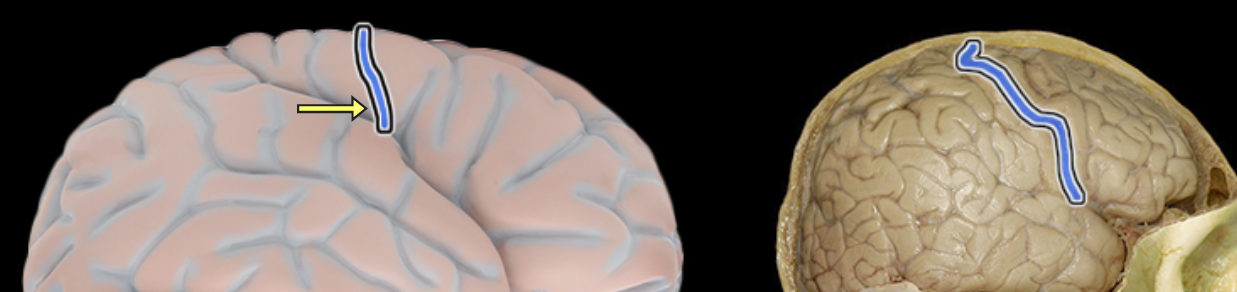 <p>Central sulcus</p>
