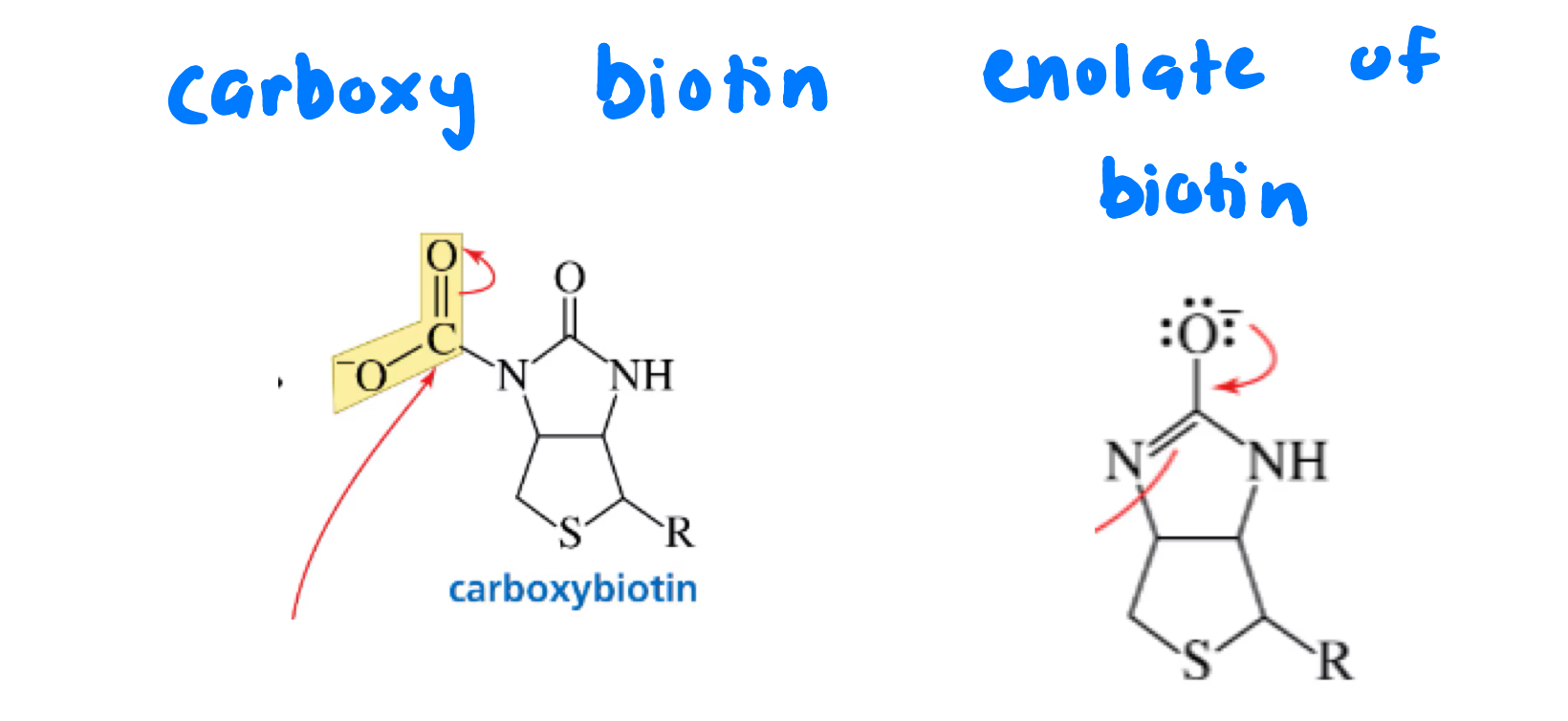 <p>carboxybiotin and enolate</p>