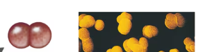 <p>pairs of cocci</p>
