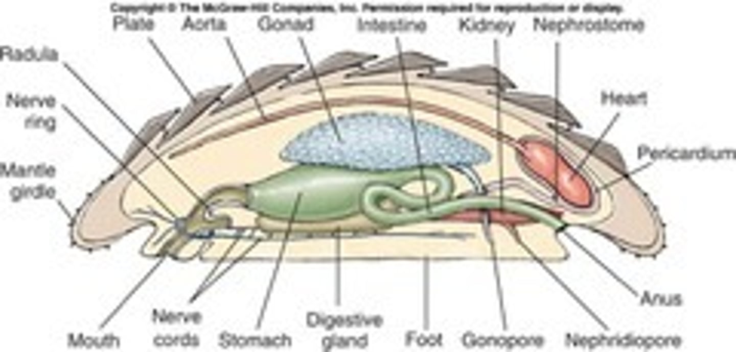 <p>m.c.: flat with convex shell containing 8 plates</p><p>- mantle forms protective girdle around plates</p><p>- shell sometimes with eyes osphradia</p>