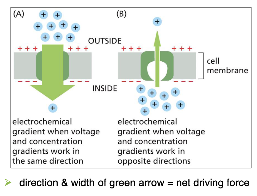 <ol><li><p>When the concentration gradient and membrane potential work in the same direction, the solute is more inclined to go through the channel proteins to the other side of the membrane </p><ul><li><p>this is because the solute goes from high to low concentration (down the concentration gradient)</p></li><li><p>it also has an opposite charge on the other side of the membrane drawing it towards that side, making it more inclined to pass through </p></li><li><p>this is shown through the bigger arrow in A in the image </p></li></ul></li></ol><p></p><ol start="2"><li><p>When the concentration gradient and membrane potential work in opposite directions, the solute is <strong>less </strong>inclined to go through the channel proteins to the other side of the membrane </p><ul><li><p>this is because, although the solute is going from high to low concentration (down the concentration gradient), the other side of the membrane has the same charge as the solute</p></li><li><p>thus, repelling the solute and making it less inclined to go through the channel into that side of the membrane</p></li><li><p>this is shown through the smaller arrow in B in image</p></li></ul></li></ol><p></p>