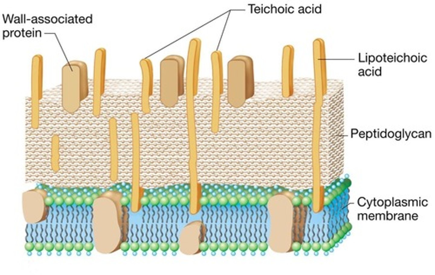 <p>(B) Lipoteichoic Acid</p><p>Lipoteichoic Acid is in Gram-Positive Cell Walls and can activate the Human Immune System.</p>