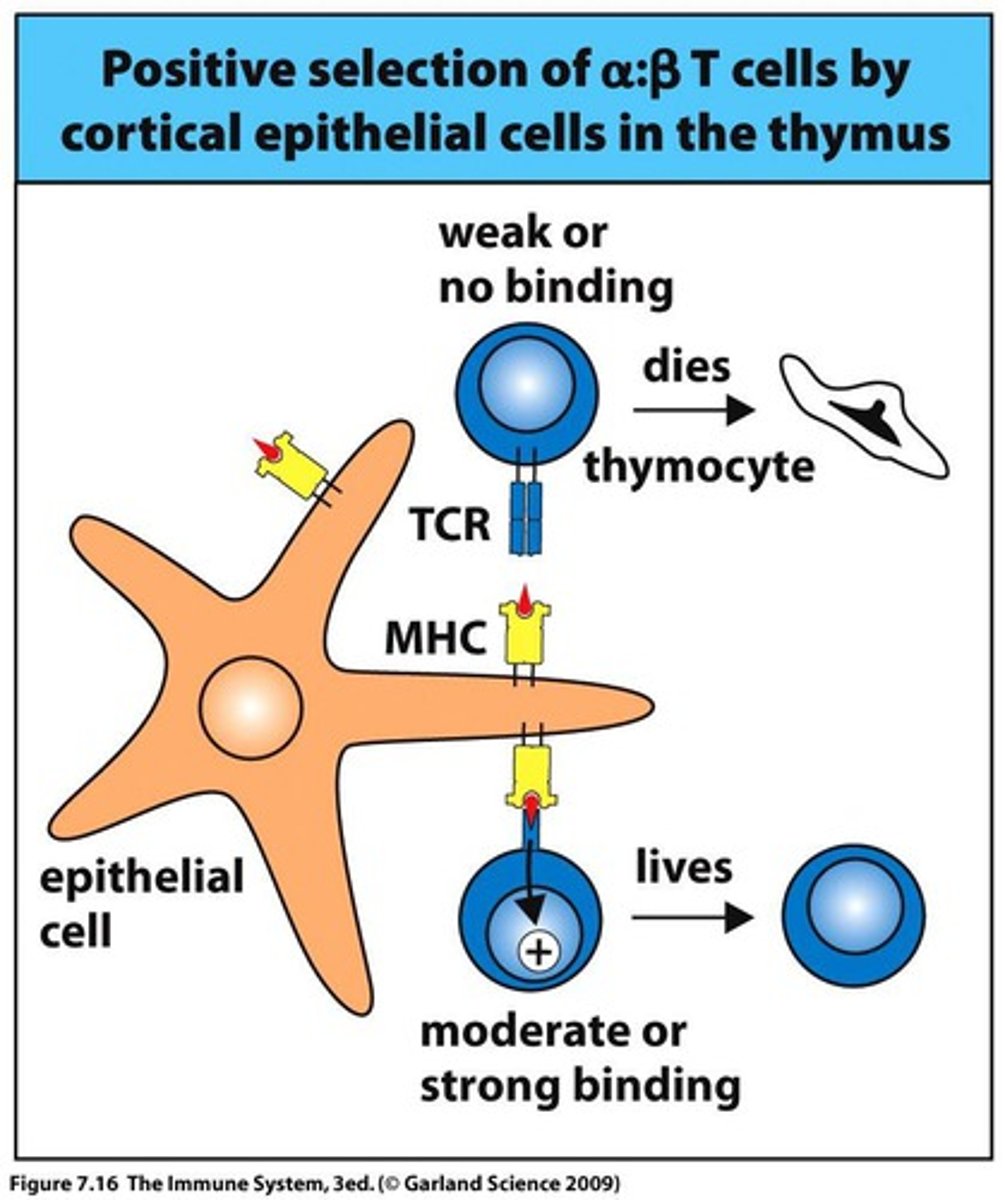 <p>T cells that recognize MHC peptides are retained</p>