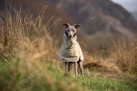 <p><span style="background-color: transparent;">galgo pequeño</span></p>