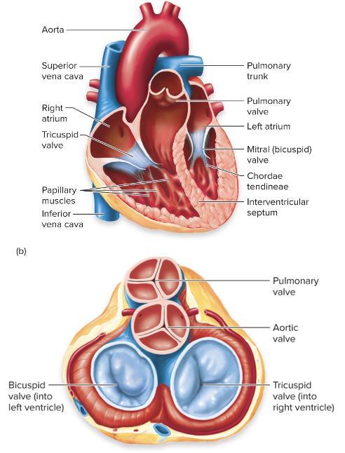 <p>Semilunar Valves</p>