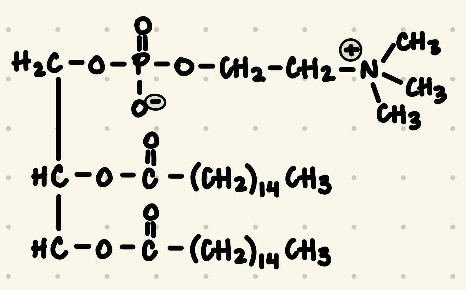 <p>What kind of molecule is this? Name the general class of molecules it belongs to. </p>