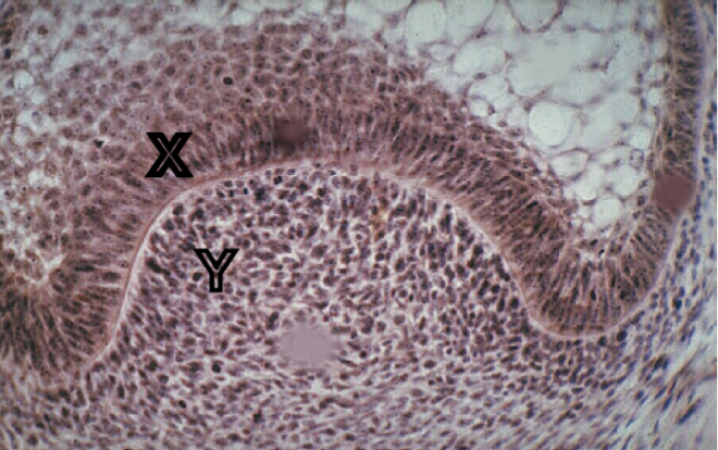 <p><span>Identify the tissue layer labeled “X”</span></p>