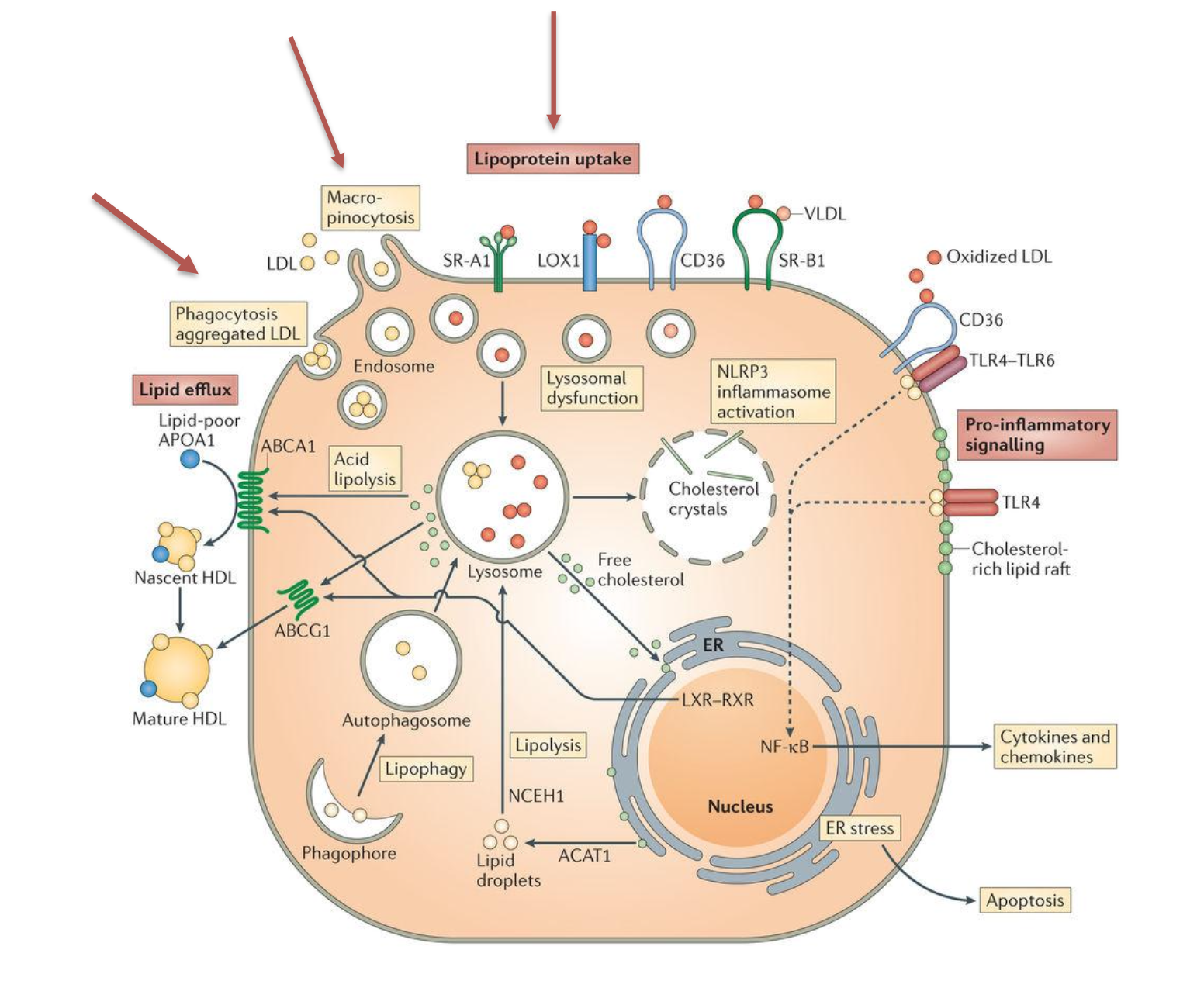 <p>Through scavenger receptors, macropinocytosis, or phagocytosis of aggregated LDL</p><ul><li><p>foam cells have impaired lipid efflux</p></li></ul><p></p>