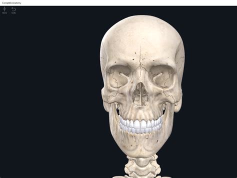 <p>cranio (root)</p>