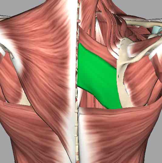 <p>Muscle that retracts the scapula.</p>