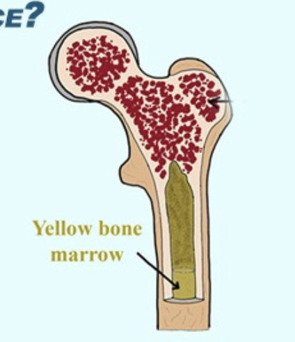 <p>stores fat and can convert to red marrow if needed</p>