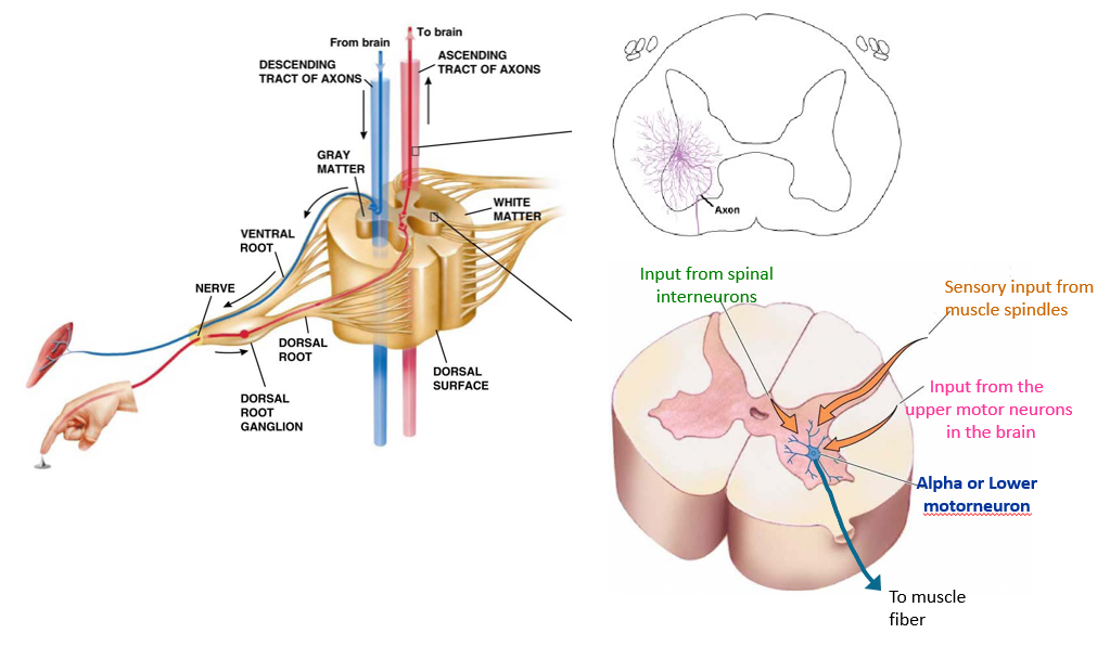 <p>Dendritic arbor - all the dendrites of the neuron where it can collate information</p><p></p><ol><li><p>inputs from spinal interneurons (local circuitry within the spinal cord)</p></li><li><p>sensory inputs from muscle spindles (sensory receptors associated with the muscles)</p></li><li><p>descending inputs from the upper motor neurons in the brain (sent through the blue axons - the tube - in image)</p></li></ol><p></p>