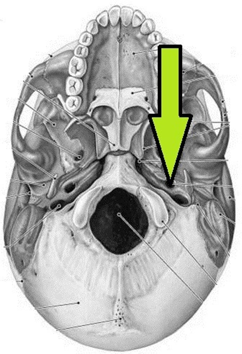 knowt flashcard image