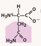 polar, neutral (uncharged) R group
