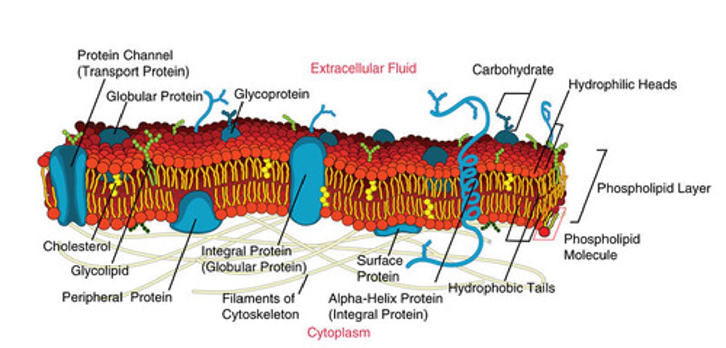<p>"Fluid" refers to the ways that plasma membranes move and shift due to weak hydrophobic interactions, while "mosaic" simply describes a structure formed from many macromolecules.</p>