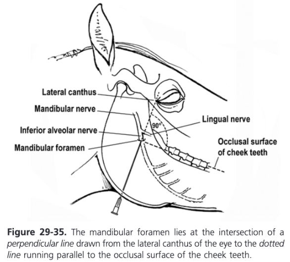<ul><li><p><span>Sensory to all mandibular teeth</span></p></li><li><p><span>Anesthetized as it enters the mandibular canal via the mandibular foramen on the medial aspect of the ramus of the mandible</span></p></li><li><p><span>Mandibular foramen lies at the intersection of a perpendicular line drawn from the lateral canthus of the eye to the line running parallel to the occlusal surface of the cheek teeth</span></p></li><li><p><span>A 15 cm, 18 gauge spinal needle is walked up the periosteum of the medial aspect of the mandible and 20-30 mL of lidocaine is deposited at the site and 1-2 cm dorsocaudally to it</span></p></li></ul>