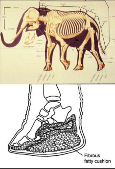 <ul><li><p>heavy, pillar-shaped limbs</p></li><li><p>unreduced distal limb bones</p></li><li><p>large surface area to feet</p></li></ul><p></p>