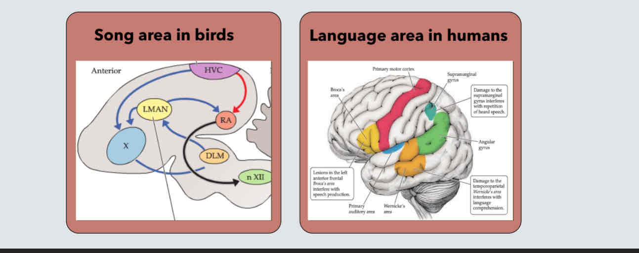 <p>Similarities in neural circuits</p><ul><li><p>Left hemisphere</p></li><li><p>Involve more than one brain region</p></li></ul>