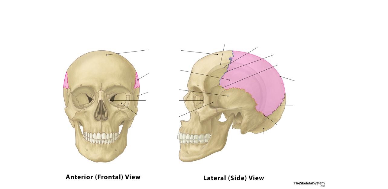 <p>This bone is the ________ bone.</p>