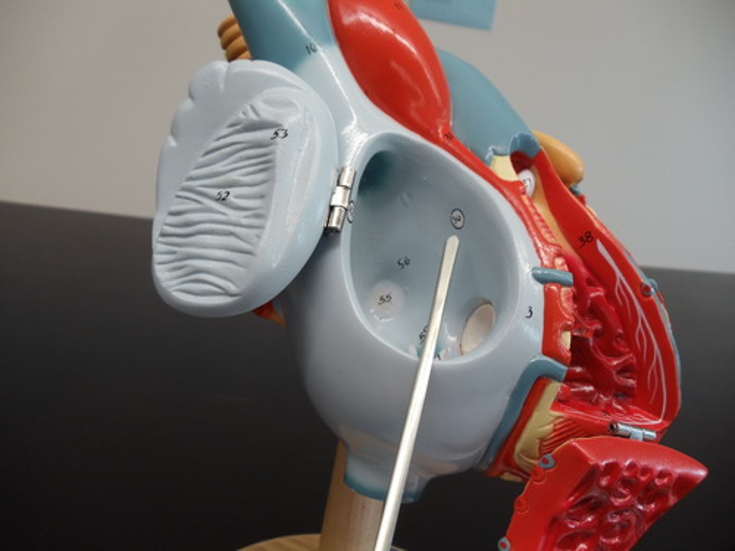 <p>Conduction relay node between the atria and ventricles. Signal from the SA node travels through the AV node to the ventricles</p>