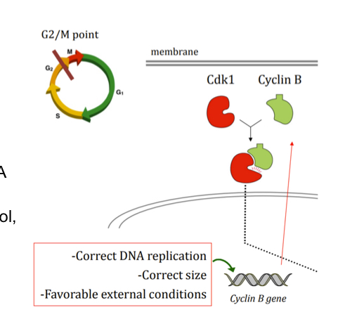 <ul><li><p>cyclin B gene transcribed and translated, binds to cdk1</p></li><li><p>Cdk1-cyclin B complex acts by phosphorylating different proteins:</p><ul><li><p>In the nuclear lamina, phosphorylating it components (lamins) so they disintegrate ad chromosomes can condensate and spindle fibers can form/ attach</p></li></ul></li></ul><p></p>