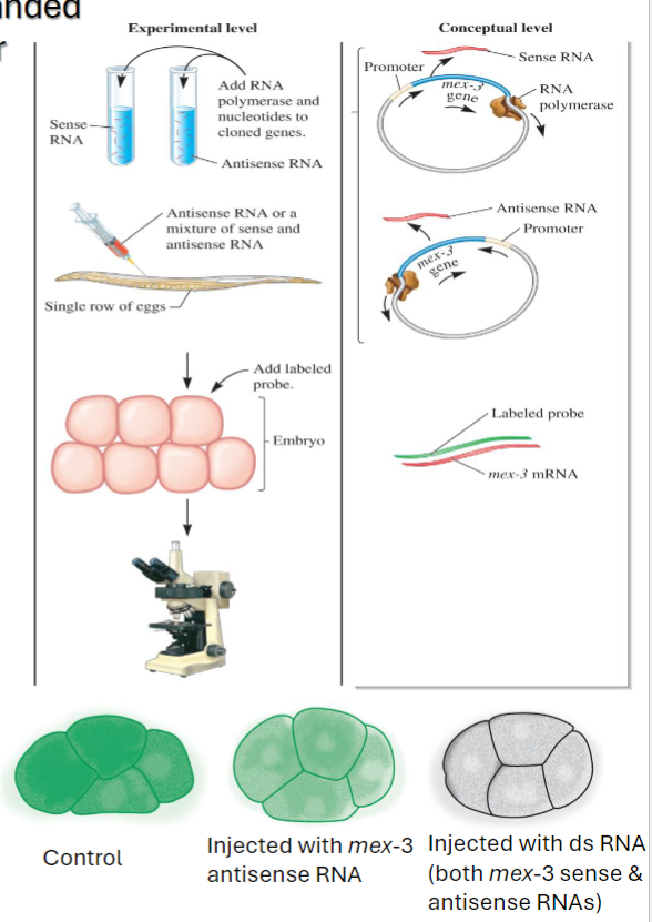<ul><li><p>Involved in mRNA coded by a gene, mex-3 (Andrew Fire and Craig Mell)</p><ul><li><p>abundant mRNA in early embryos of C. elegans</p></li><li><p>sense and antisense mex-3 RNA were made in vitro using cloned genes for mex-3 w/ promoters on either side of gene</p></li><li><p>RNA pol and nucleotides added to synthesize RNA</p></li><li><p>either mex-3 antisense RNA or a mix of mex-3 sense and antisense RNA injected into the gonads of C. elegans</p></li><li><p>RNA is taken up by the eggs and early embryos, control, not injected w/ any RNA</p></li><li><p>incubation and in situ hybrid of early embryo</p></li><li><p>a labeled probe is added that is complementary to mex-3 mRNA</p><ul><li><p>if cells express mex-3, the mRNA in the cells will bind to the probe and become labeled</p></li></ul></li><li><p>after incubation w/ a labeled probe, cells were washed to remove unbound probe</p></li><li><p>embryos were observed under the microscope</p></li></ul></li></ul><p></p><p></p>