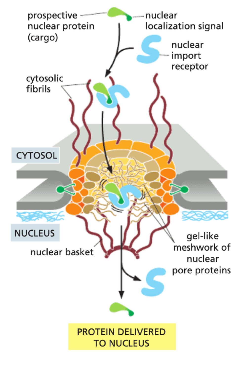 <ul><li><p>small molecules can diffuse by passive diffusion - large molecules cant enter passively</p></li><li><p>proteins created in cytosol can be transported through NPC if they have a Nuclear Localisation Signal (specific amino acid sequence)</p></li><li><p>Importin = recognises NLS</p></li><li><p>Binding of Importin to NLS allows transport through NPC</p></li></ul><p></p>