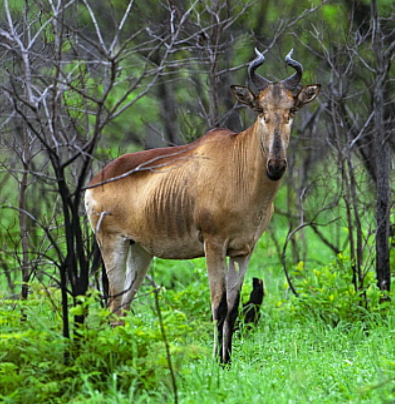 <p>Kruger NP (Very rare)</p>