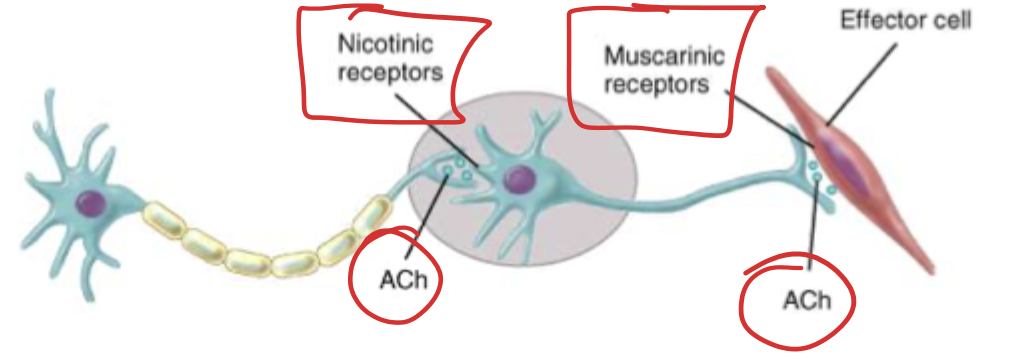 Blocking that connection right before effector cell