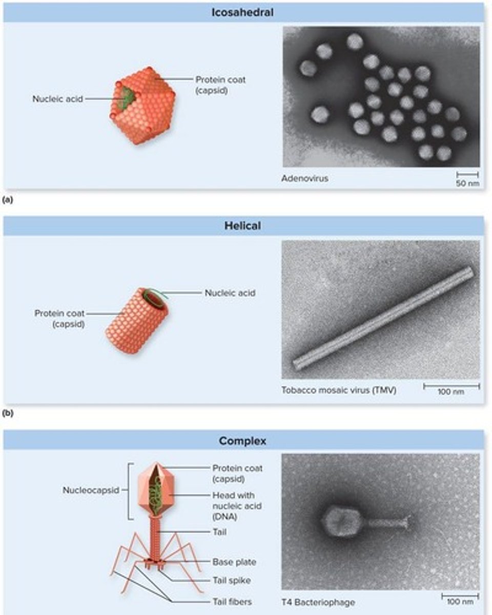 <p>Icosahedral, helical (rod-shaped), and complex (intricate and irregular structures).</p>