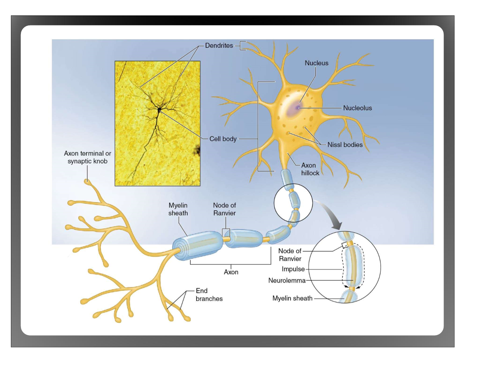 <p>3 regions </p><ol><li><p>Cell body → Nucleus </p></li><li><p>Dendrites → Receives information</p></li><li><p>Axon → Sends signals </p></li></ol>