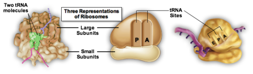 the final component that places mRNA and tRNA close together and catalyze the synthesis of polypeptides 
made of proteins and ribosomal RNA