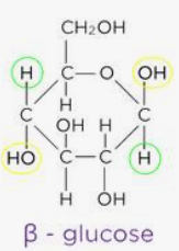 <ul><li><p>an isomer of glucose that can bond together to form cellulose</p></li><li><p>forms long straight unbranched chains bc each B-glucose molecule is inverted so all 1-4 glycosidic bonds</p></li></ul><p></p>