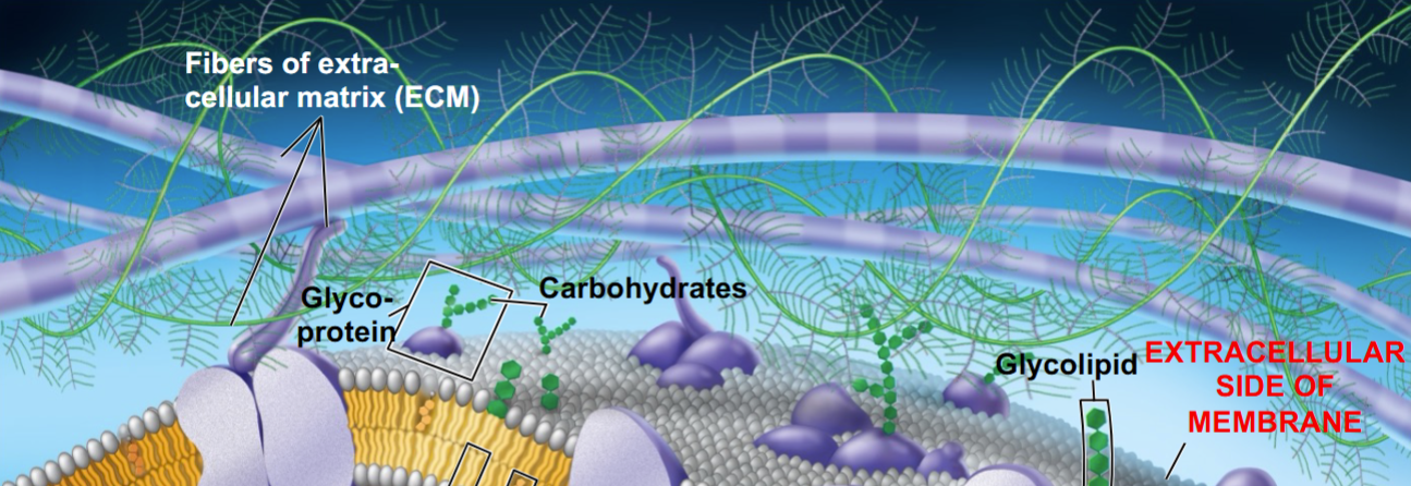 <p><strong>*ONLY IN ANIMALS</strong>*</p><p>composed of collagen fibers in a web of proteoglycan complexes</p>