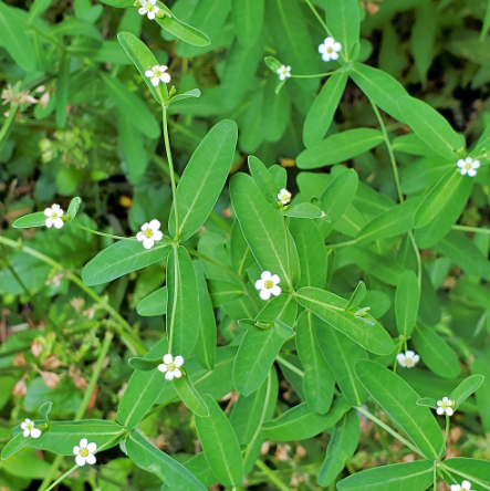 <p>What is the genus of this plant?</p>