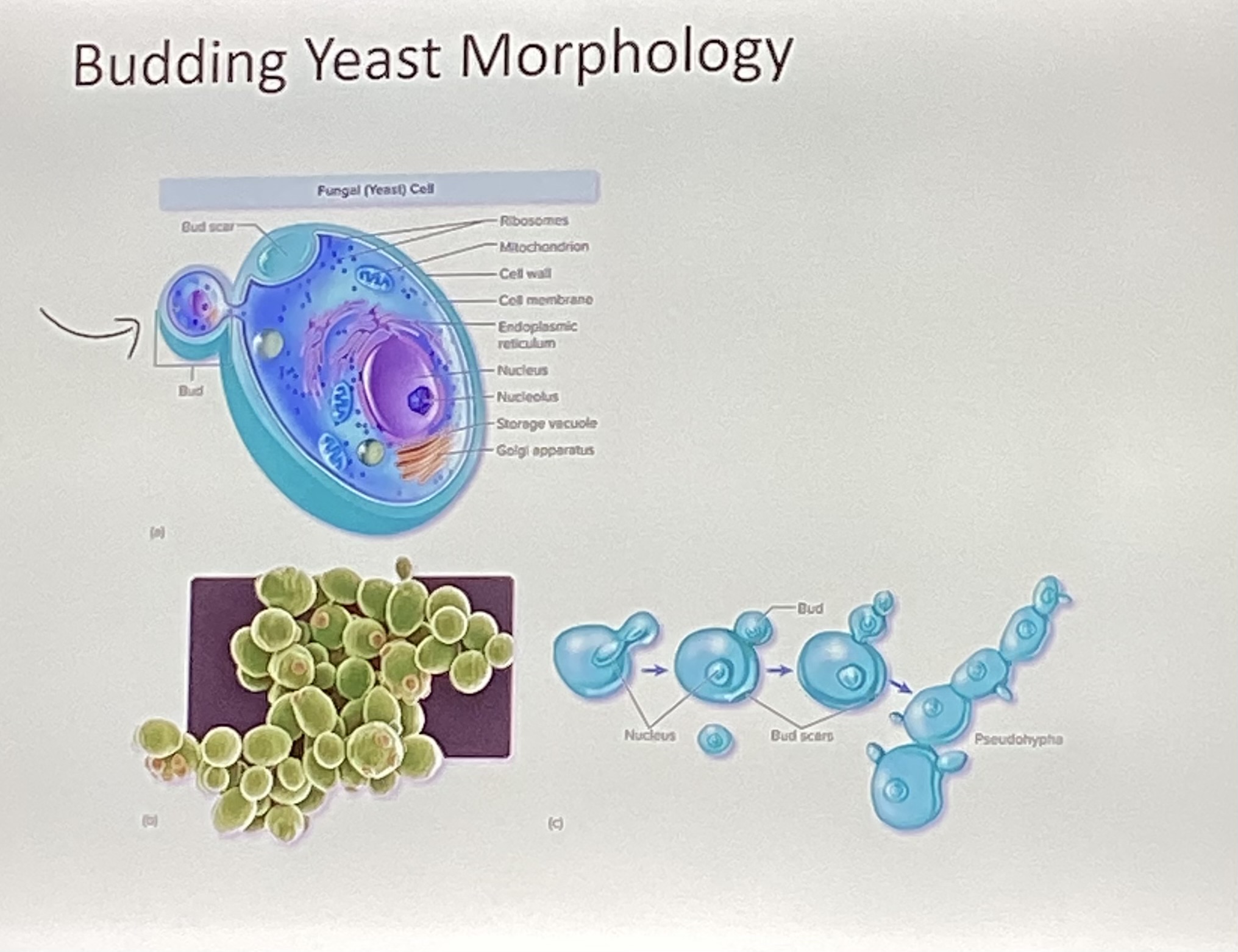 <p>How do budding yeasts divide?</p>