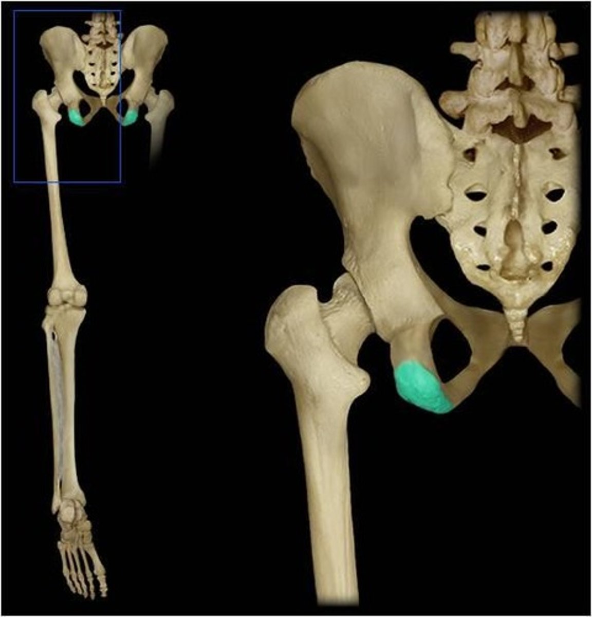 <p>Circular bones used for ligaments to attach to</p>