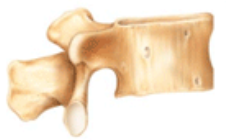 What class of bones is this?