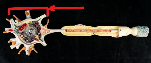 <p>What is this part of the neuron called?</p>
