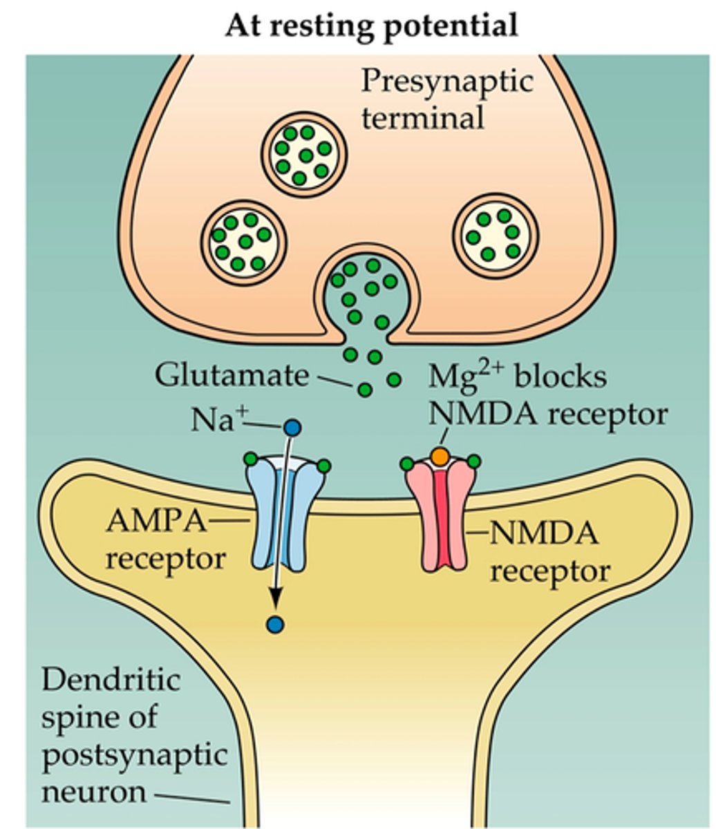 <p>open or close in response to voltage differences across a membrane</p>