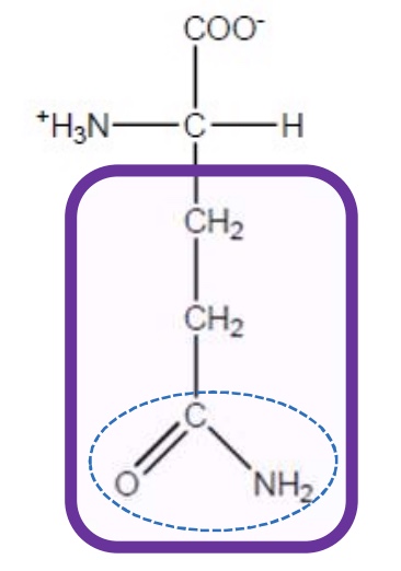 <p>Gln-Q-hydrophobic and uncharged </p>