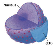 <p>(Organelle Worksheet) <strong><u>The Parts of a Cell:</u></strong> NUCLEUS</p>