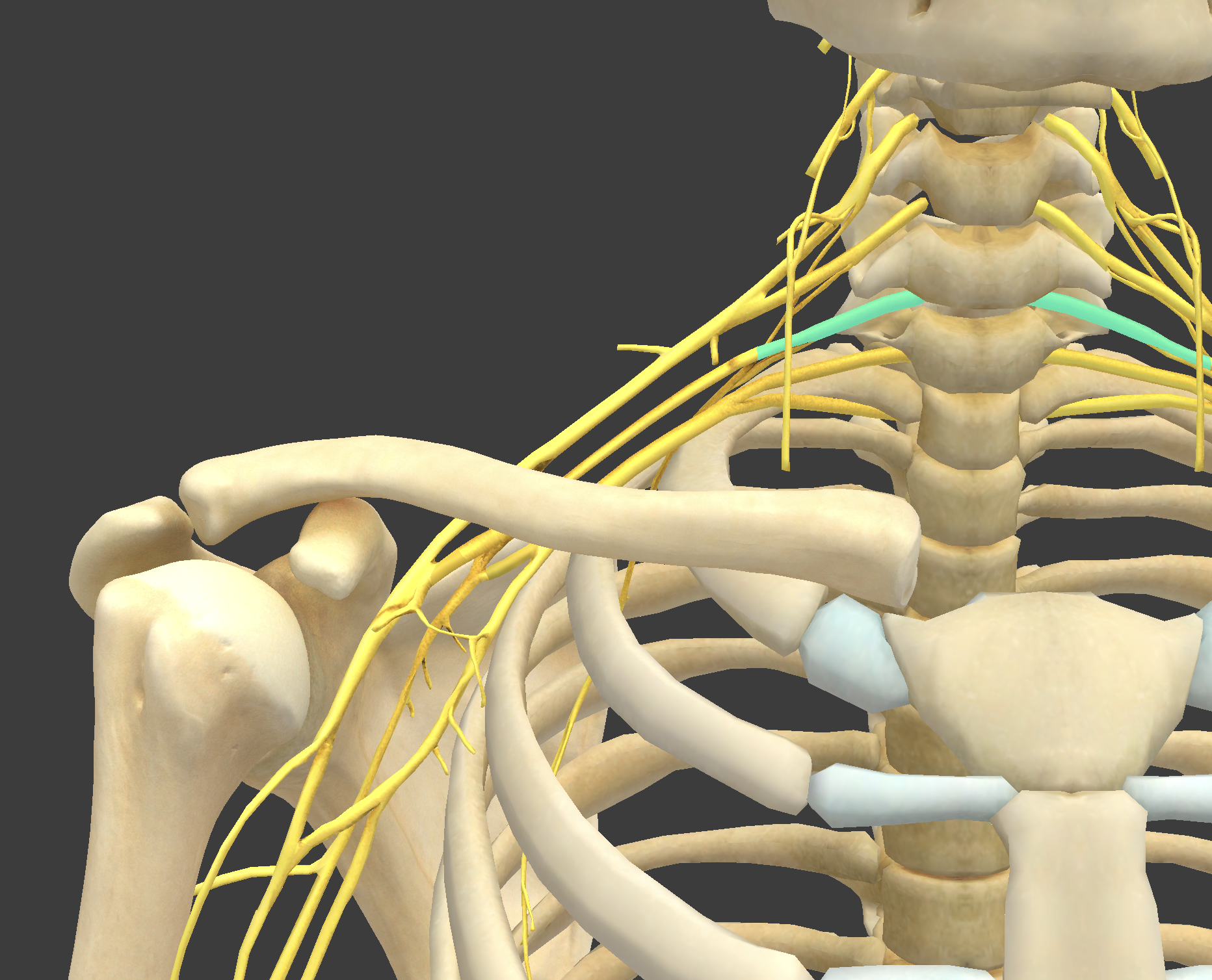 <p>What structure is shown?</p>