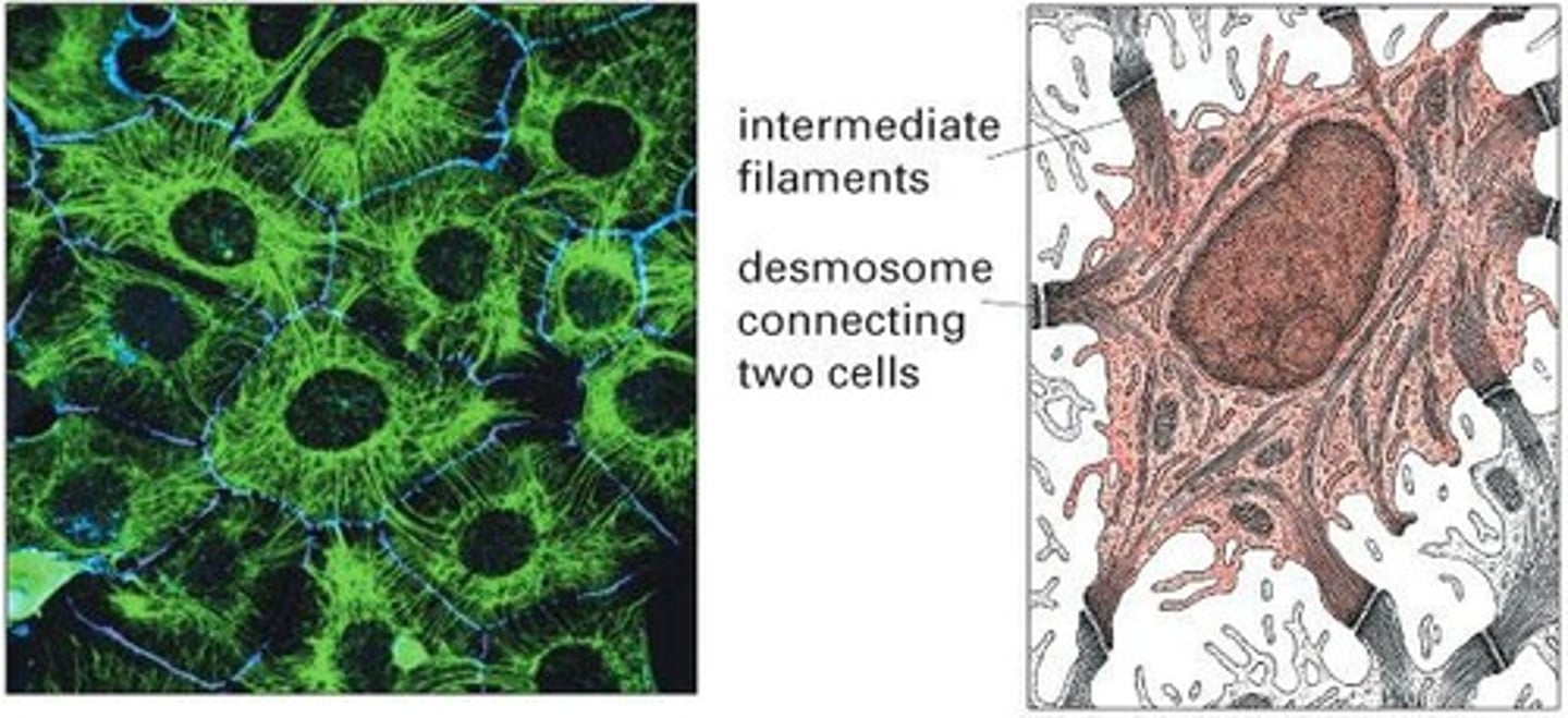 <p> They are strong, rope-like fibers that provide mechanical support to cells, enabling them to withstand stress.</p>