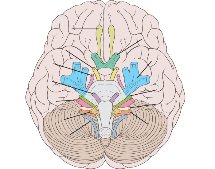hypoglossal nerve