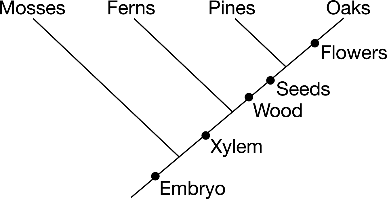 <p><span>The cladogram shows shared traits among four plant taxa. Based on the cladogram, which of the following are the traits shared between ferns and pines?</span></p><p>A) Xylem only</p><p>B) Seeds and wood only</p><p>C) Embryo and xylem only</p><p>D) Embryo, xylem, wood, and seeds on</p>