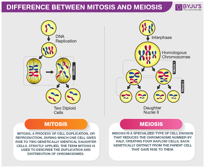 Process of cell division that results in gametes. Consists of two cell divisions that results in four cells, each of which contains half the number of chromosomes as the parent cell; occur in the testes and ovaries. It occurs only in the testes of males and ovaries of females.