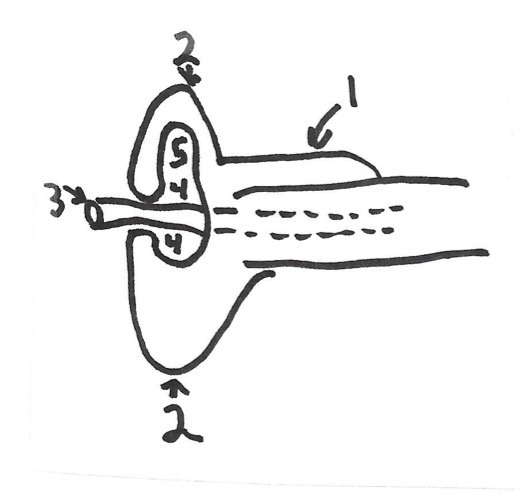 <p>Label the structures present in this equine glans penis</p>
