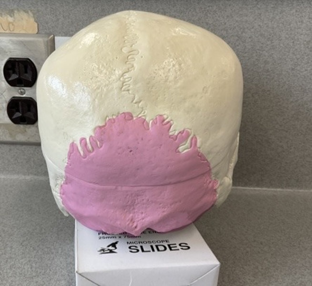 knowt flashcard image